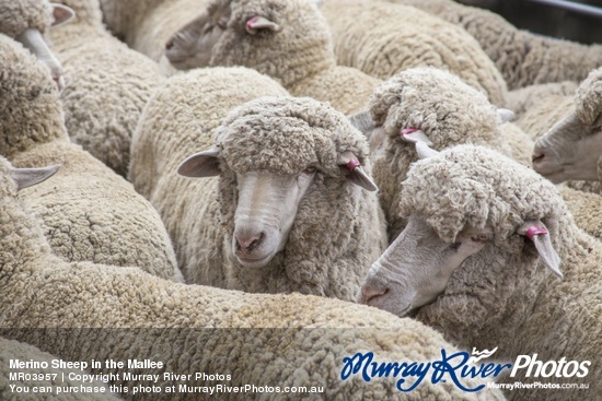 Merino Sheep in the Mallee