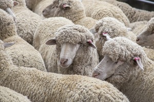 Merino Sheep in the Mallee