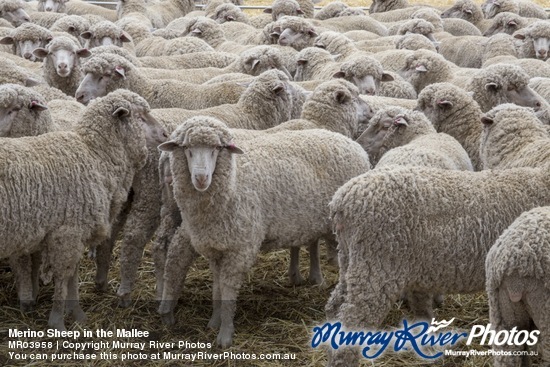 Merino Sheep in the Mallee