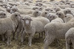 Merino Sheep in the Mallee