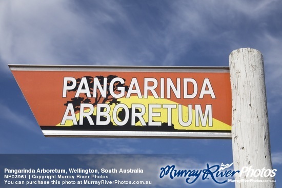 Pangarinda Arboretum, Wellington, South Australia