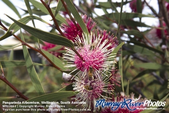 Pangarinda Arboretum, Wellington, South Australia