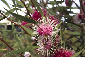 Pangarinda Arboretum, Wellington, South Australia