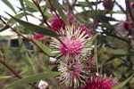 Pangarinda Arboretum, Wellington, South Australia