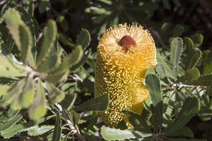 Pangarinda Arboretum