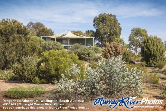 Pangarinda Arboretum, Wellington, South Australia