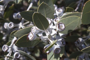 Pangarinda Arboretum, Wellington, South Australia