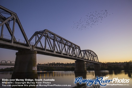 Birds over Murray Bridge, South Australia