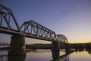 Birds over Murray Bridge, South Australia