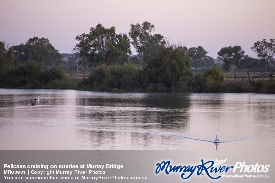 Pelicans cruising on sunrise at Murray Bridge