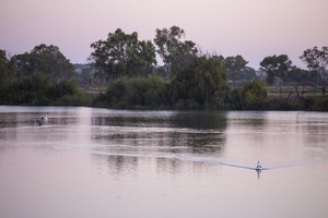 Pelicans cruising on sunrise at Murray Bridge