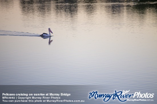 Pelicans cruising on sunrise at Murray Bridge