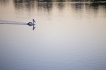 Pelicans cruising on sunrise at Murray Bridge