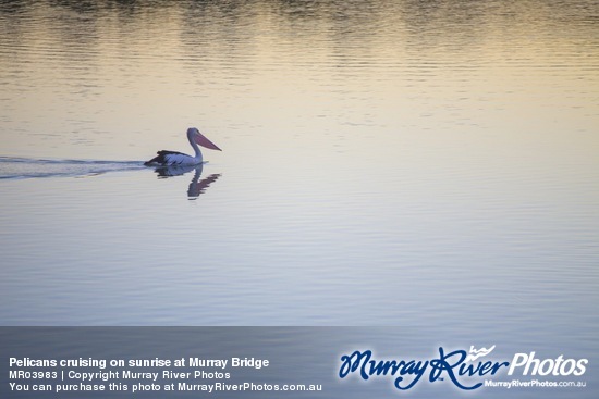 Pelicans cruising on sunrise at Murray Bridge