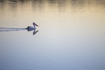 Pelicans cruising on sunrise at Murray Bridge