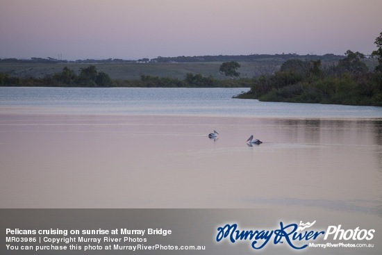 Pelicans cruising on sunrise at Murray Bridge