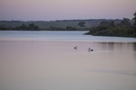 Pelicans cruising on sunrise at Murray Bridge