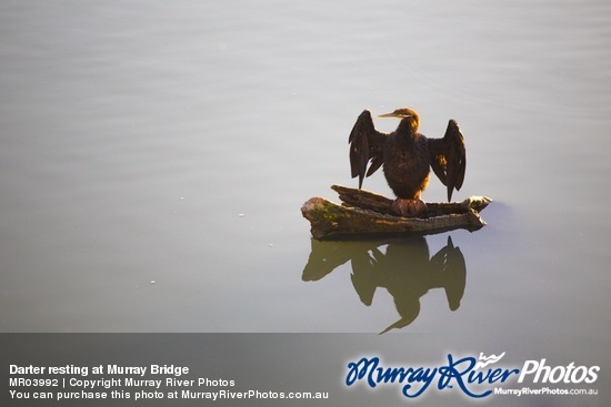 Darter resting at Murray Bridge