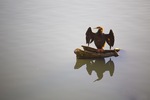 Darter resting at Murray Bridge