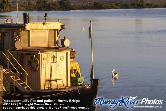Paddleboat Lady Rae and pelican, Murray Bridge