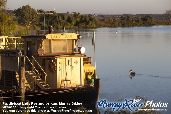 Paddleboat Lady Rae and pelican, Murray Bridge