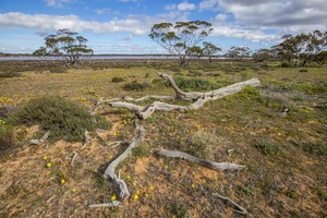 Murray-Sunset National Park