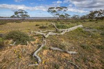 Murray-Sunset National Park