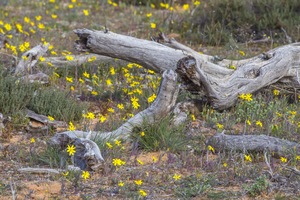 Murray-Sunset National Park