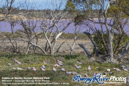 Galahs at Murray-Sunset National Park