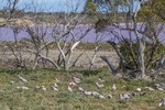 Galahs at Murray-Sunset National Park