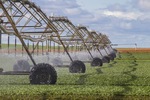 Irrigation crops at Wemen, Victoria