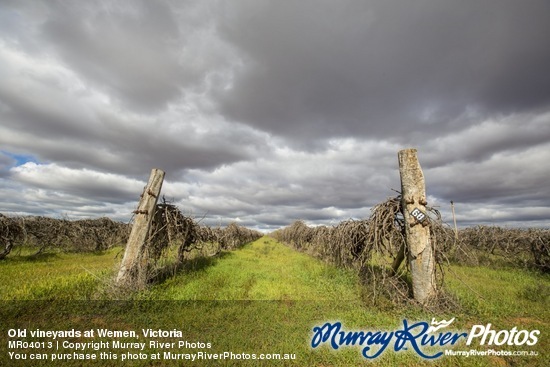 Old vineyards at Wemen, Victoria