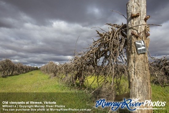 Old vineyards at Wemen, Victoria