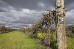 Old vineyards at Wemen, Victoria