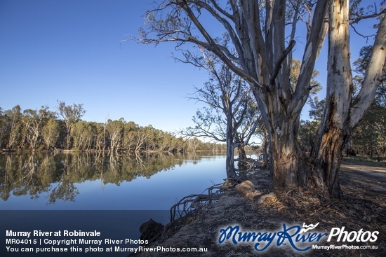 Murray River at Robinvale