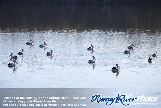 Pelicans at the Cutting on the Murray River, Robinvale