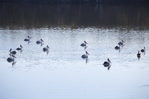 Pelicans at the Cutting on the Murray River, Robinvale