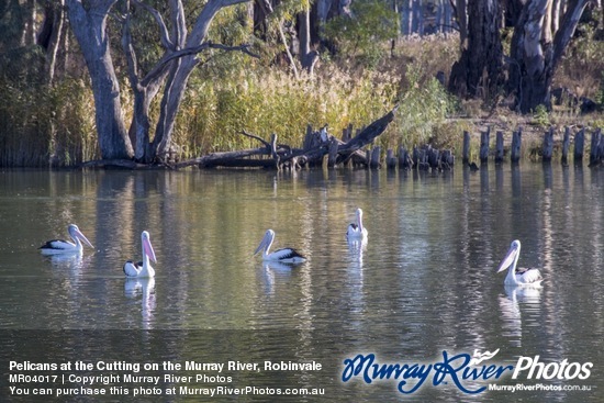 Pelicans at the Cutting on the Murray River, Robinvale