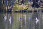 Pelicans at the Cutting on the Murray River, Robinvale