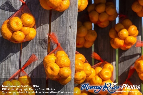 Mandarins at Gol Gol, NSW