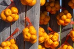 Mandarins at Gol Gol, NSW