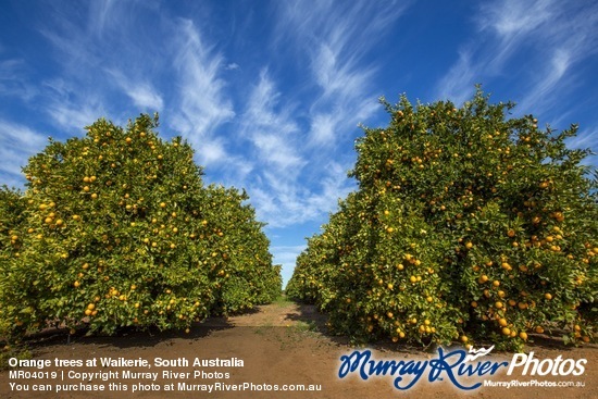 Orange trees at Waikerie, South Australia