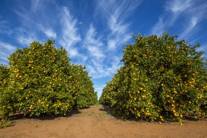 Orange trees at Waikerie, South Australia