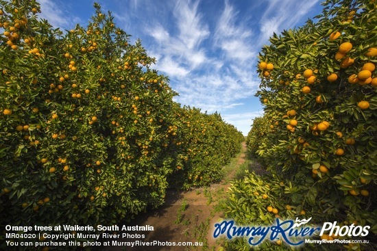 Orange trees at Waikerie, South Australia