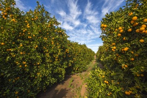 Orange trees at Waikerie, South Australia