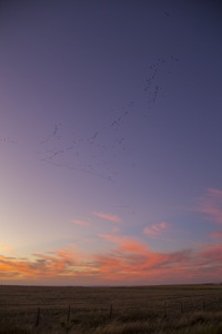 Sunset near Langhorne Creek, South Australia