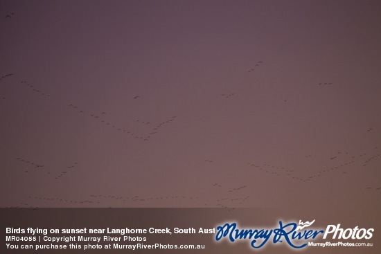 Birds flying on sunset near Langhorne Creek, South Australia