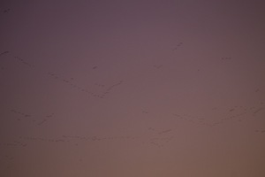 Birds flying on sunset near Langhorne Creek, South Australia
