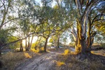 Sunrise on the Darling River, NSW