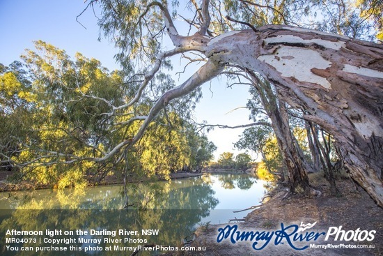 Afternoon light on the Darling River, NSW